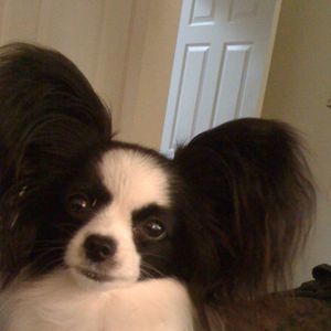 Meet your Posher, Candy